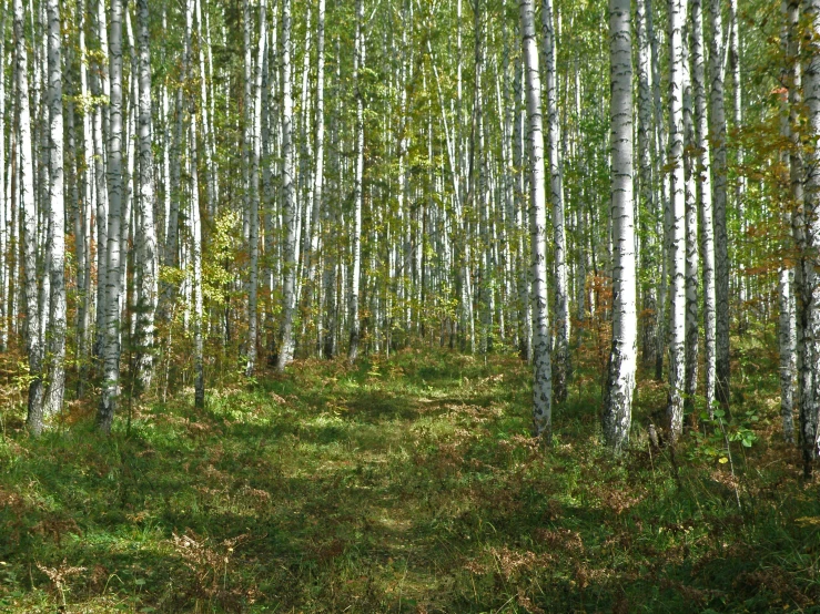 there are many trees lined up in the woods