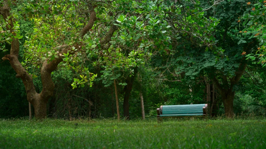 a bench in the middle of a wooded area