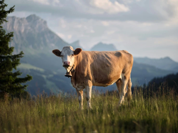 a cow standing on a hill looking at the camera