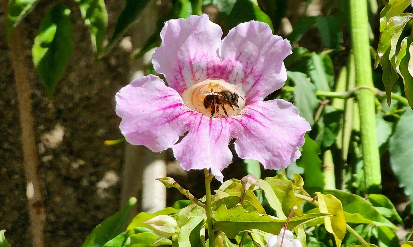 pink flower with a bee hovering over it