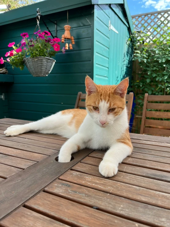 a calico cat sitting on a table outside