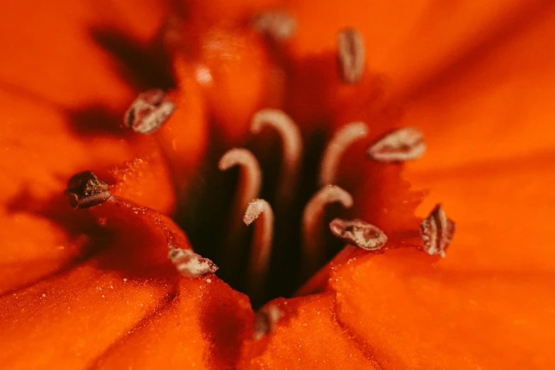 the inside of an orange flower with white stamen