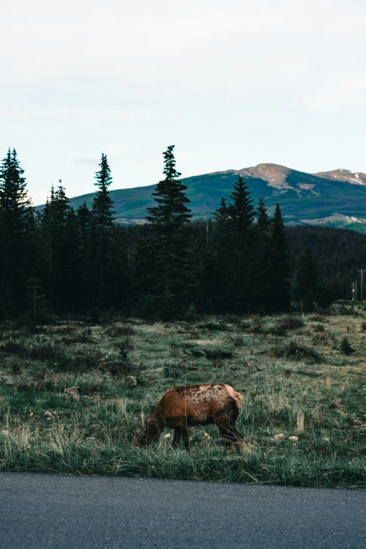 a single cow standing in the grass with a mountain in the background