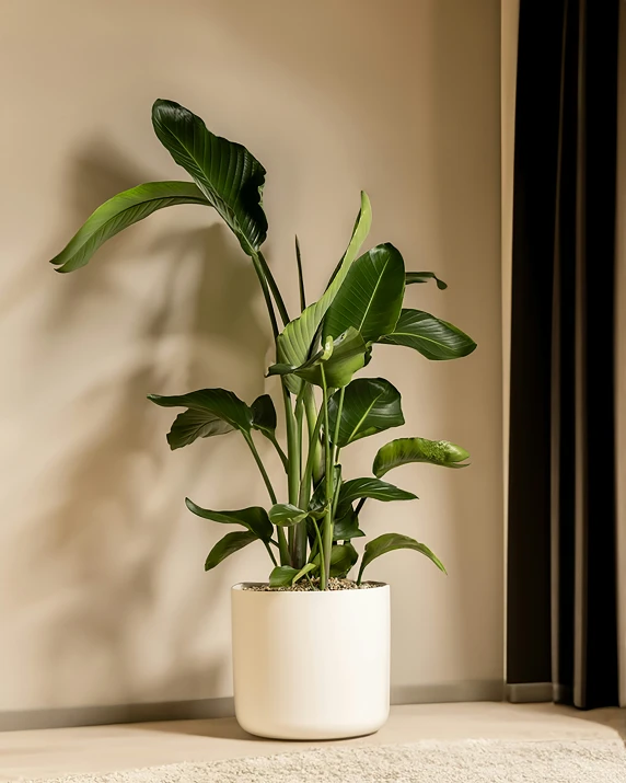 green plants are displayed in a white pot