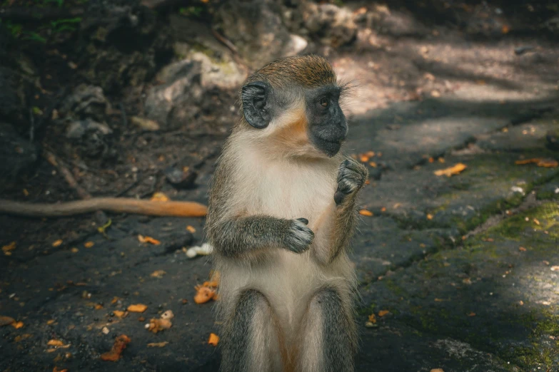 a monkey sitting on the ground and holding up his left hand