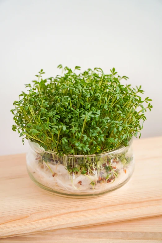 a clear glass bowl filled with lots of green leaves