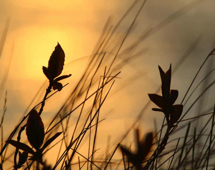 the sun through tall grass has a flower on it