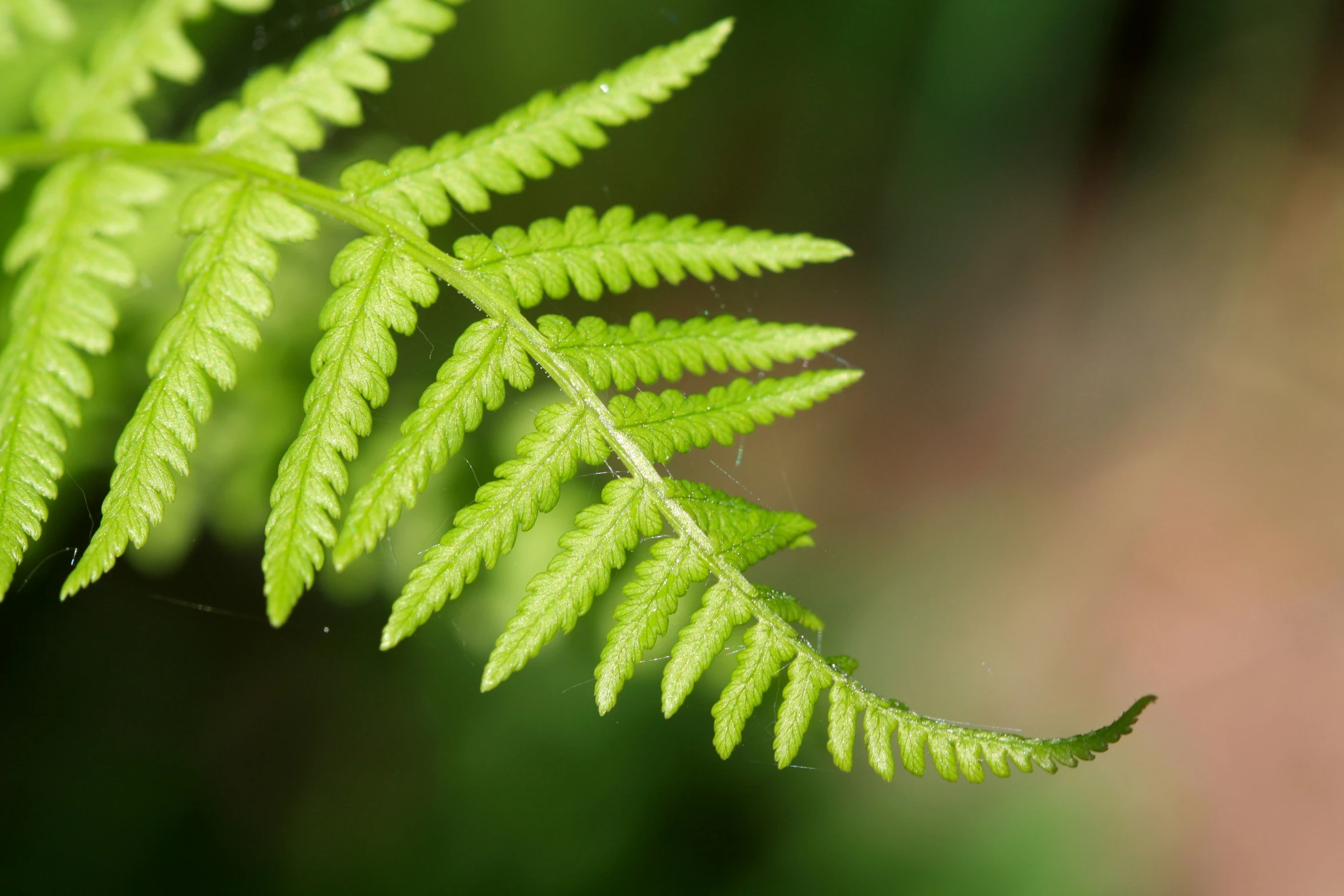 a closeup of the stem and leaves of a fern