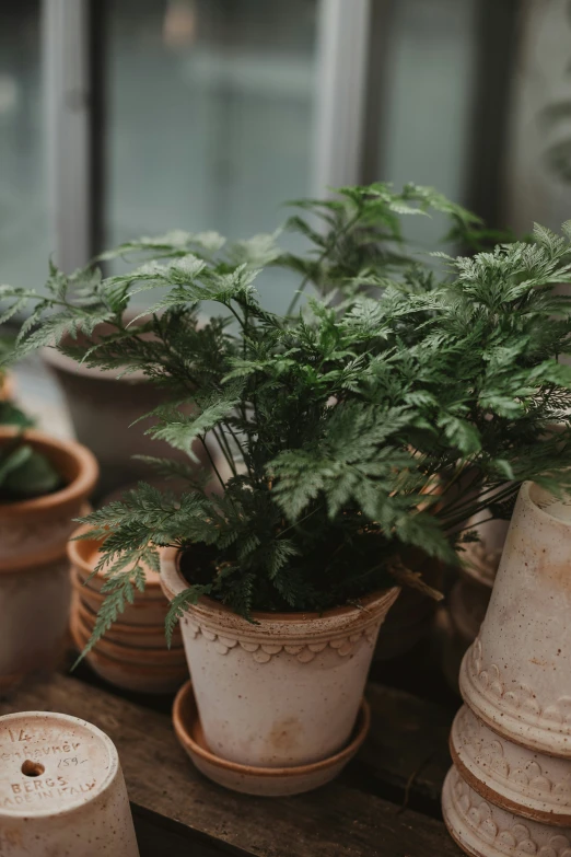 a collection of potted plants sit in front of an open window