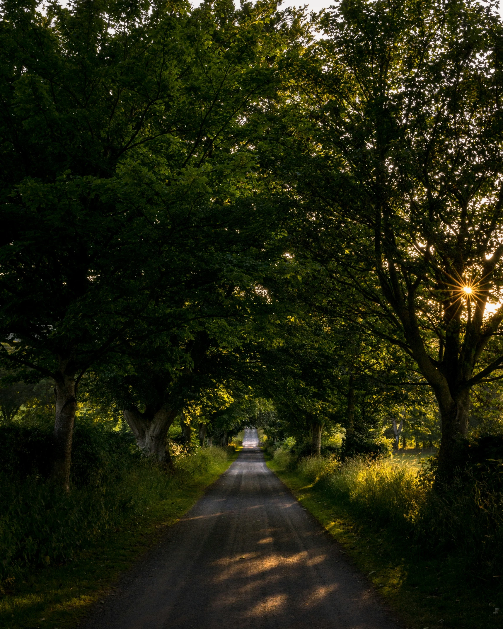 an image of a road surrounded by trees