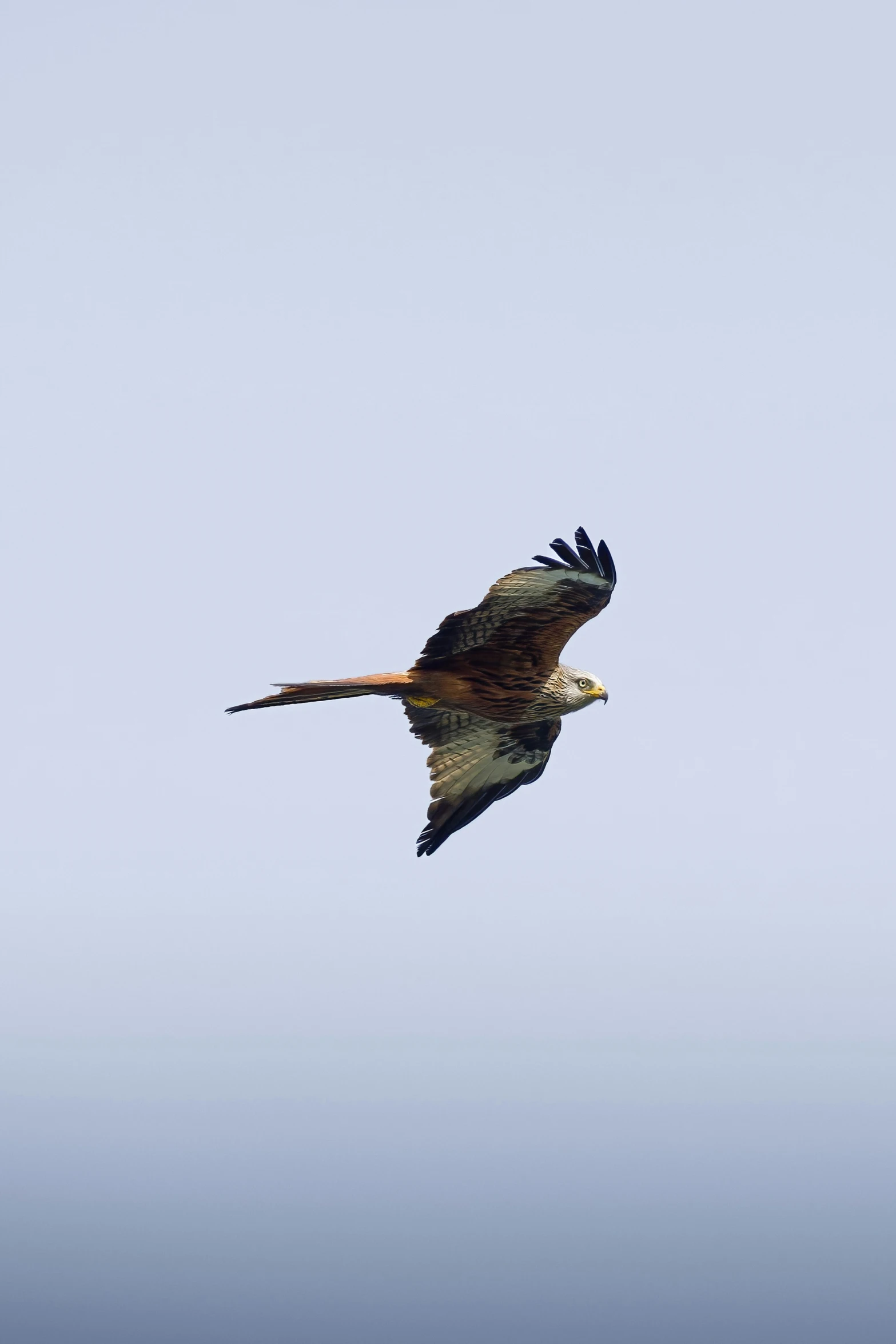 a large bird flying in the sky in a cloudless sky