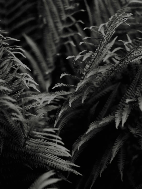 black and white po of fern leaves