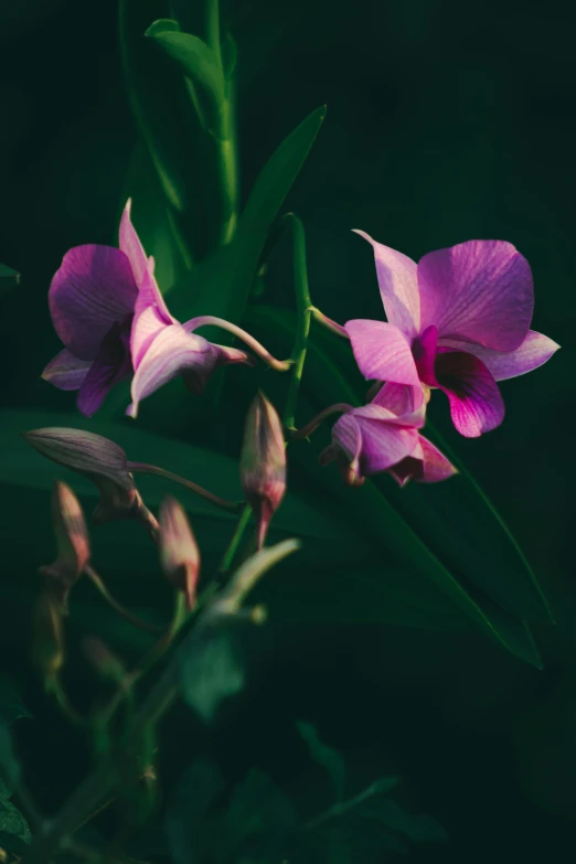 two large purple flowers on a green background