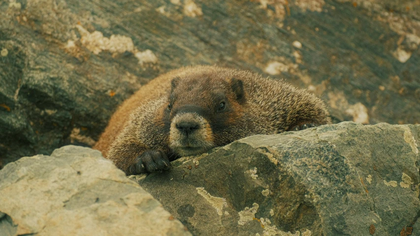 a small bear lies next to some large rocks