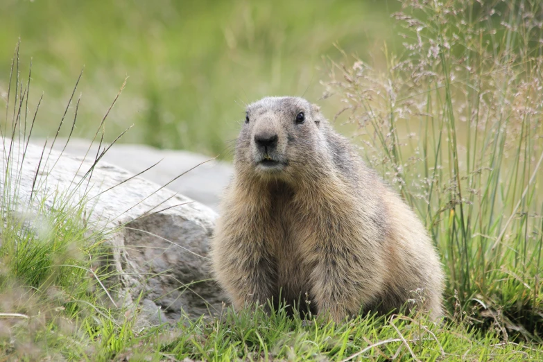 a groundhog looks towards the camera and in front of a rock