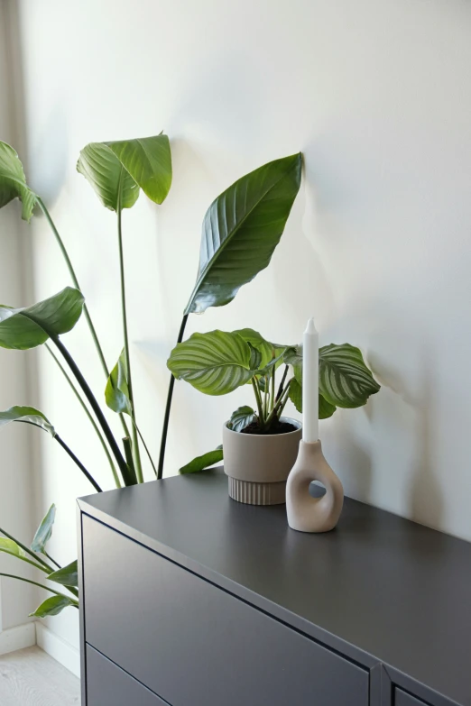 some plants are on top of a dresser