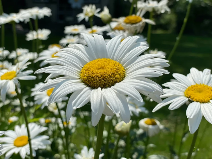 large white and yellow flower sitting next to each other