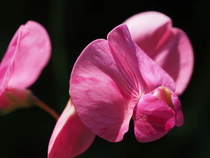 a close up of pink flowers on a black background