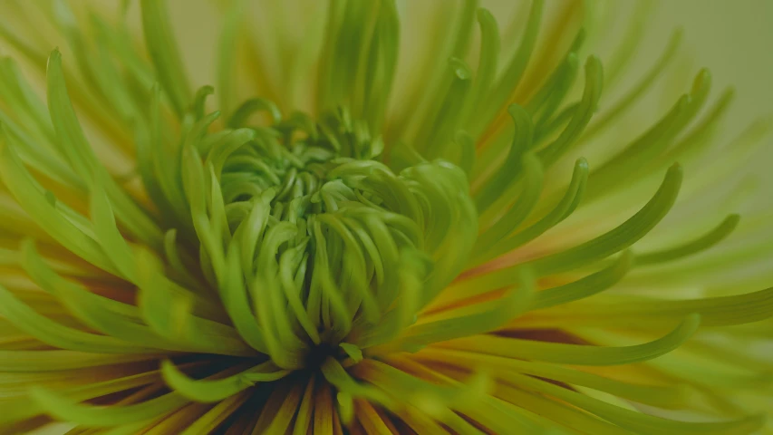 the top of a large green flower in front of a white wall