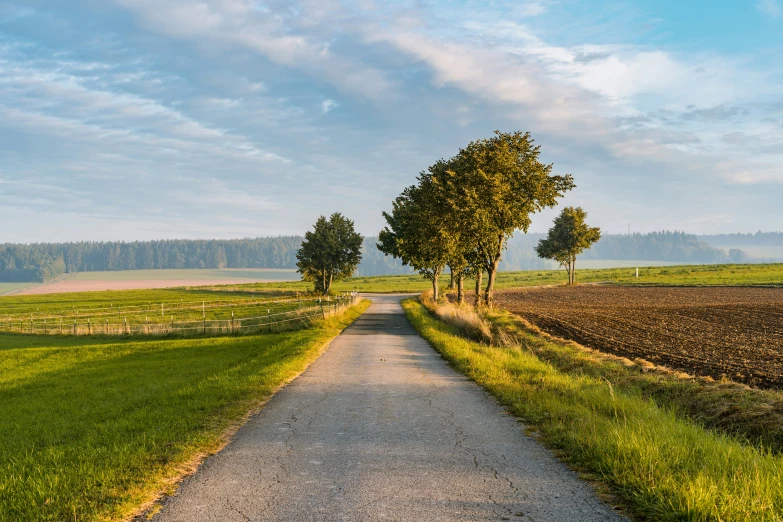 a road going in two directions and with a row of trees