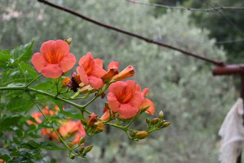 orange flowers sitting in the middle of a forest