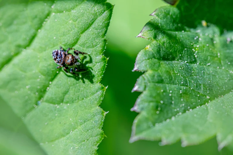 a bug is perched on top of a green leaf