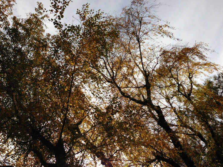 a very tall clock tower sitting among some tree nches