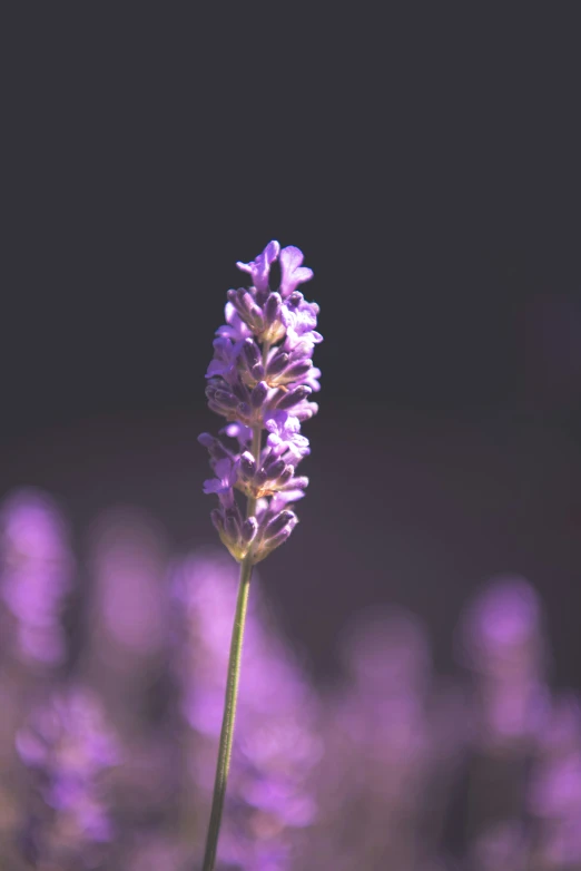 a plant is in bloom with lavender flowers