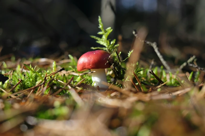 a mushroom sitting in the grass with green leaves