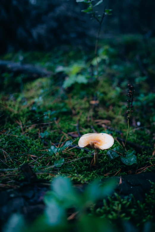 a small mushroom is sitting in the grass