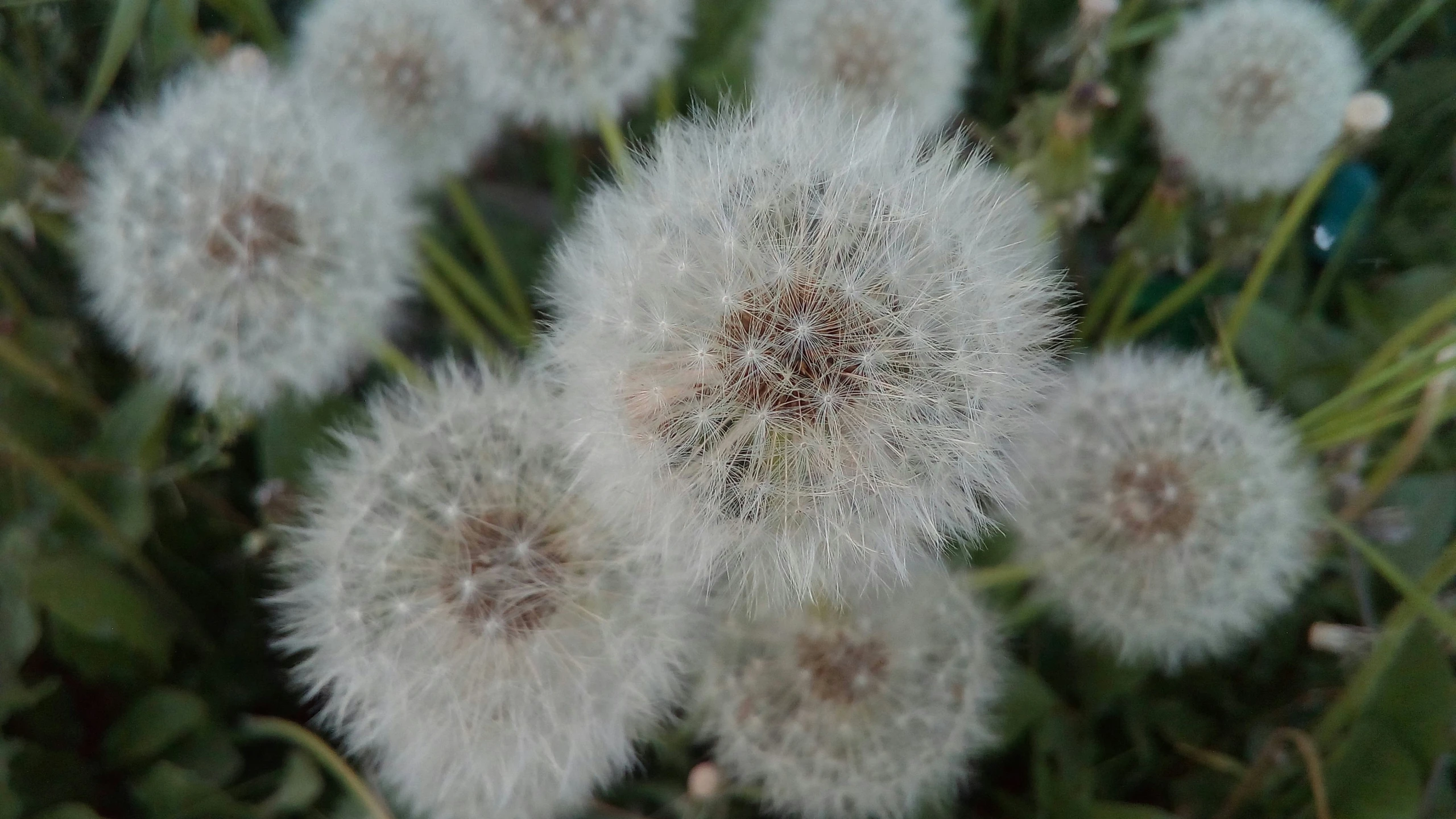 a bunch of dandelions on the top of the grass