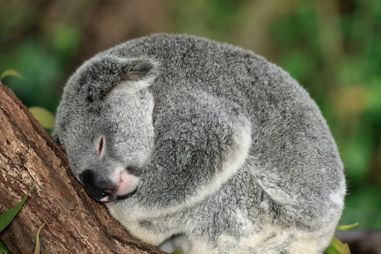 a koala bear sleeping on top of a nch