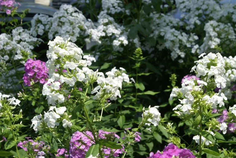 various flowers blooming out on a sunny day