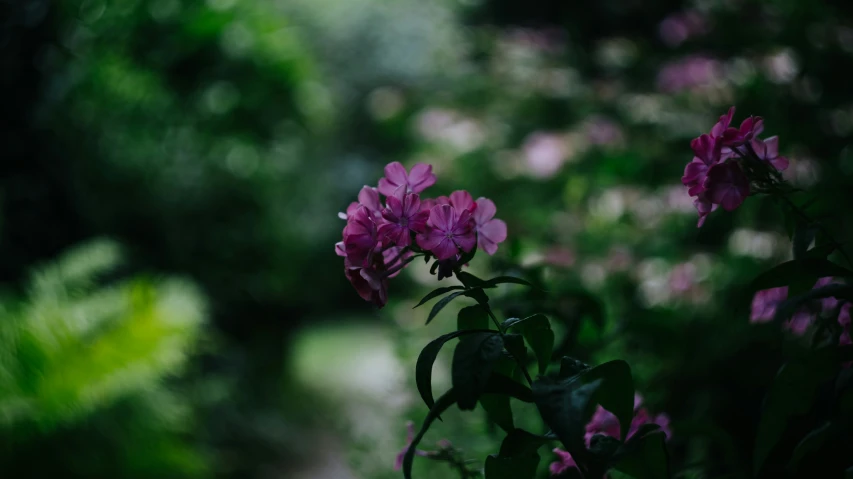 a bush of pink flowers with a path in the background