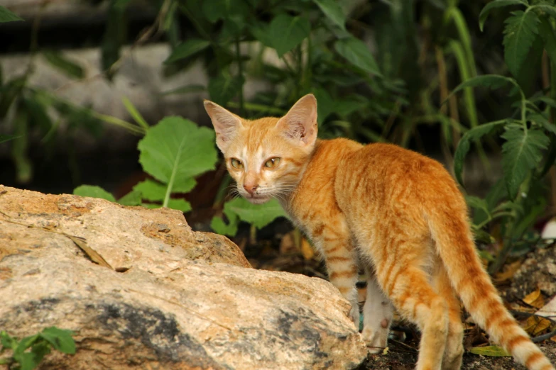 the young kitten stands on the rocks outside