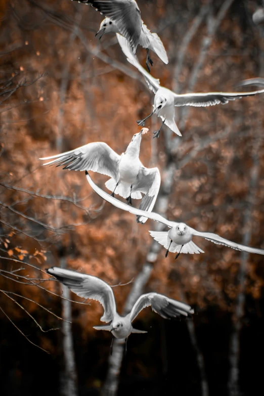 several birds flying over a wooded area in a black and white picture