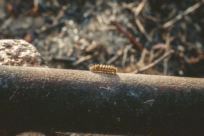 an image of a very small bug on a pipe