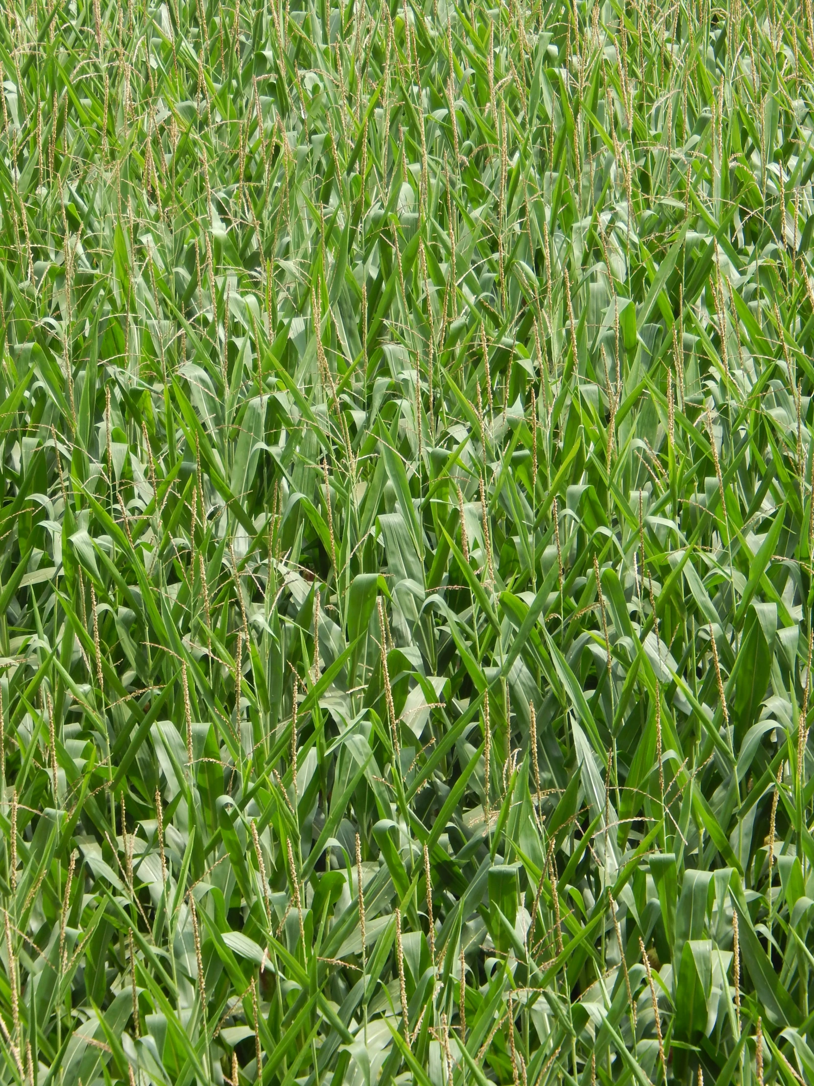 a small bird flying over a tall green field