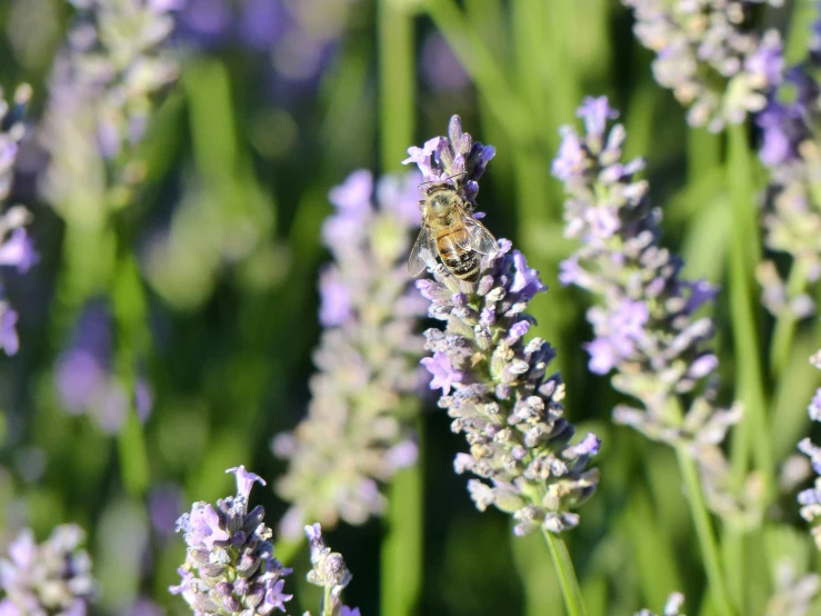 bee on the stem of a lavender plant in the wild