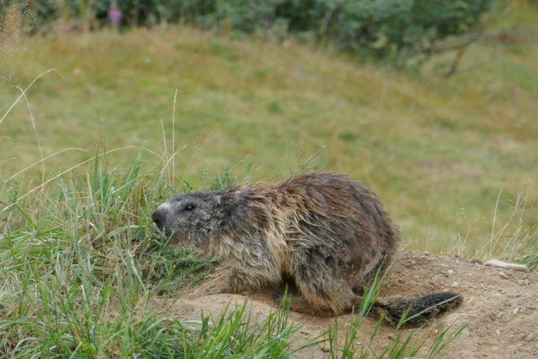 an animal standing on a hill eating soing