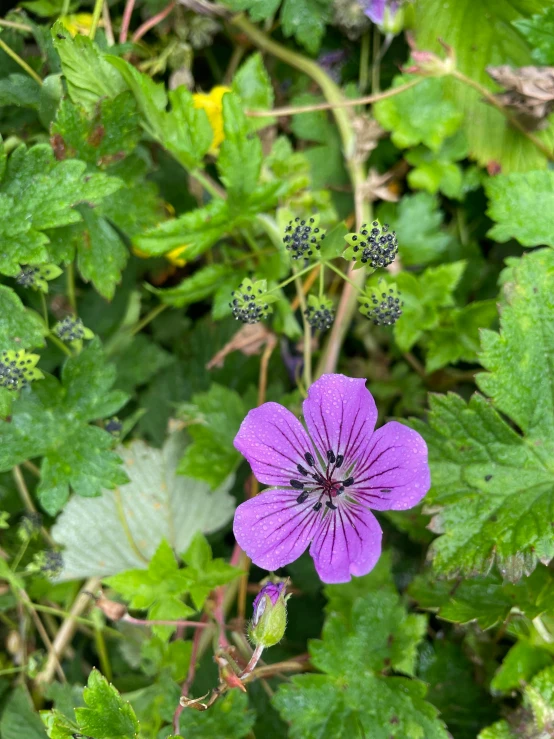 an image of some purple flowers and plants