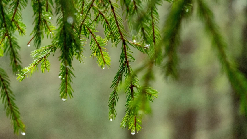 the drops of rain that are on the nches of trees