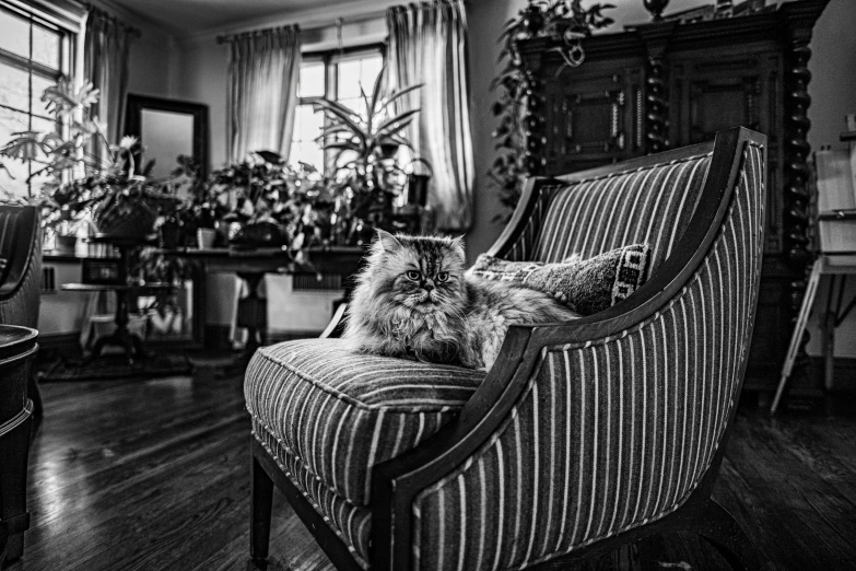 a dog is sleeping on the arm of a striped couch