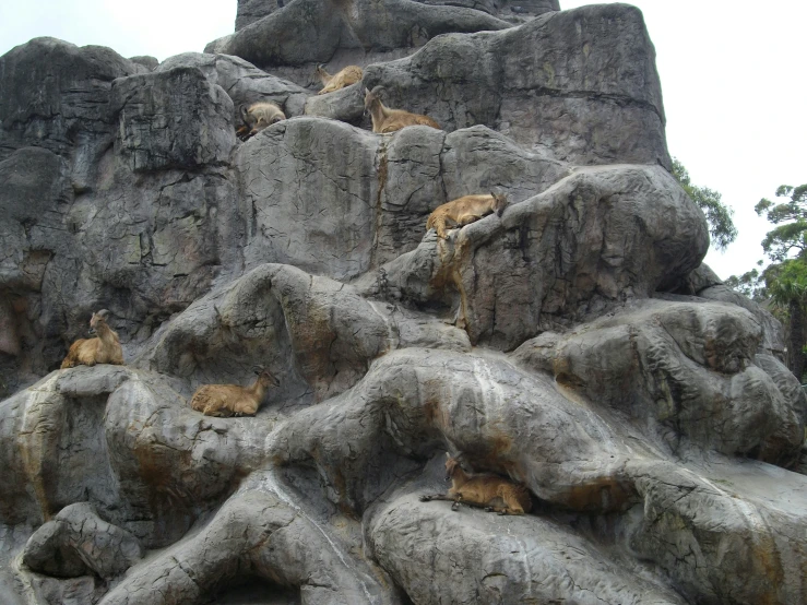 several animals sitting and laying on large rocks