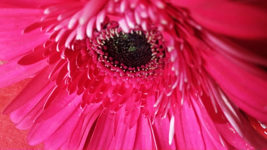 close up of a pink flower with black centers