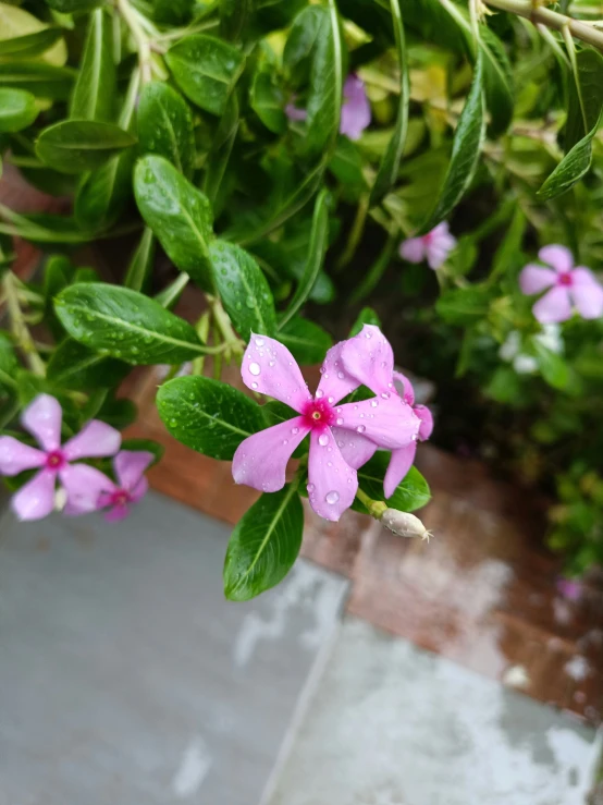 flowers growing in pots on a tiled floor