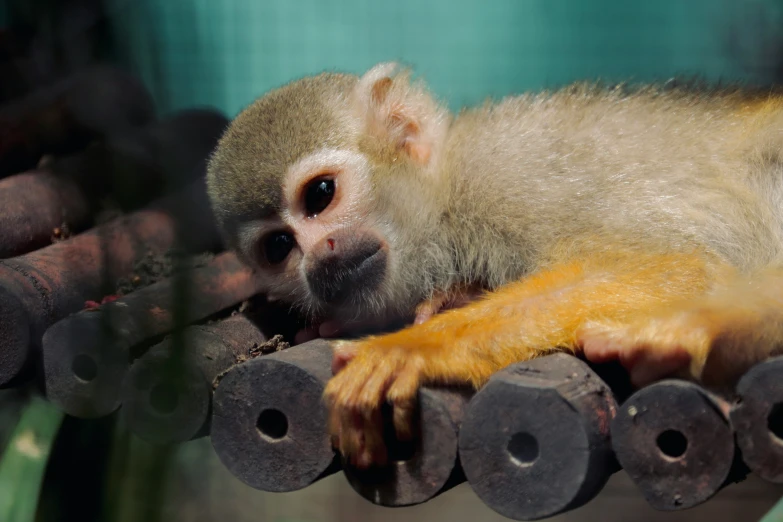 a small monkey lying on some round wooden pieces