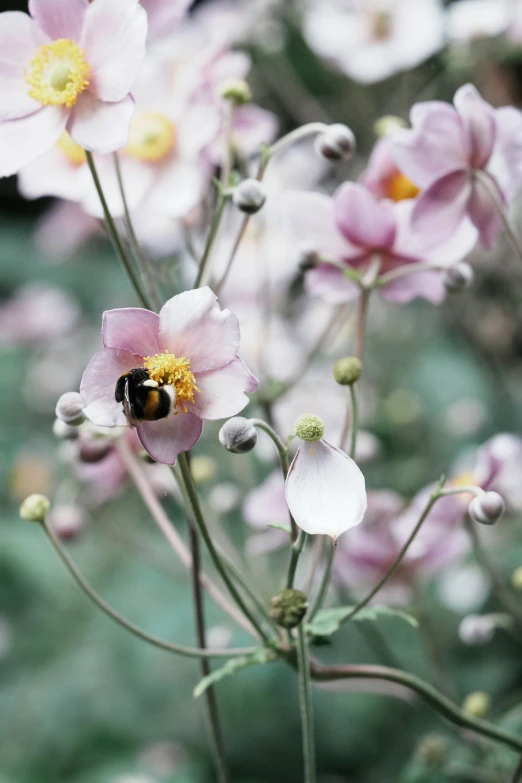 the small bee is perched on the flower