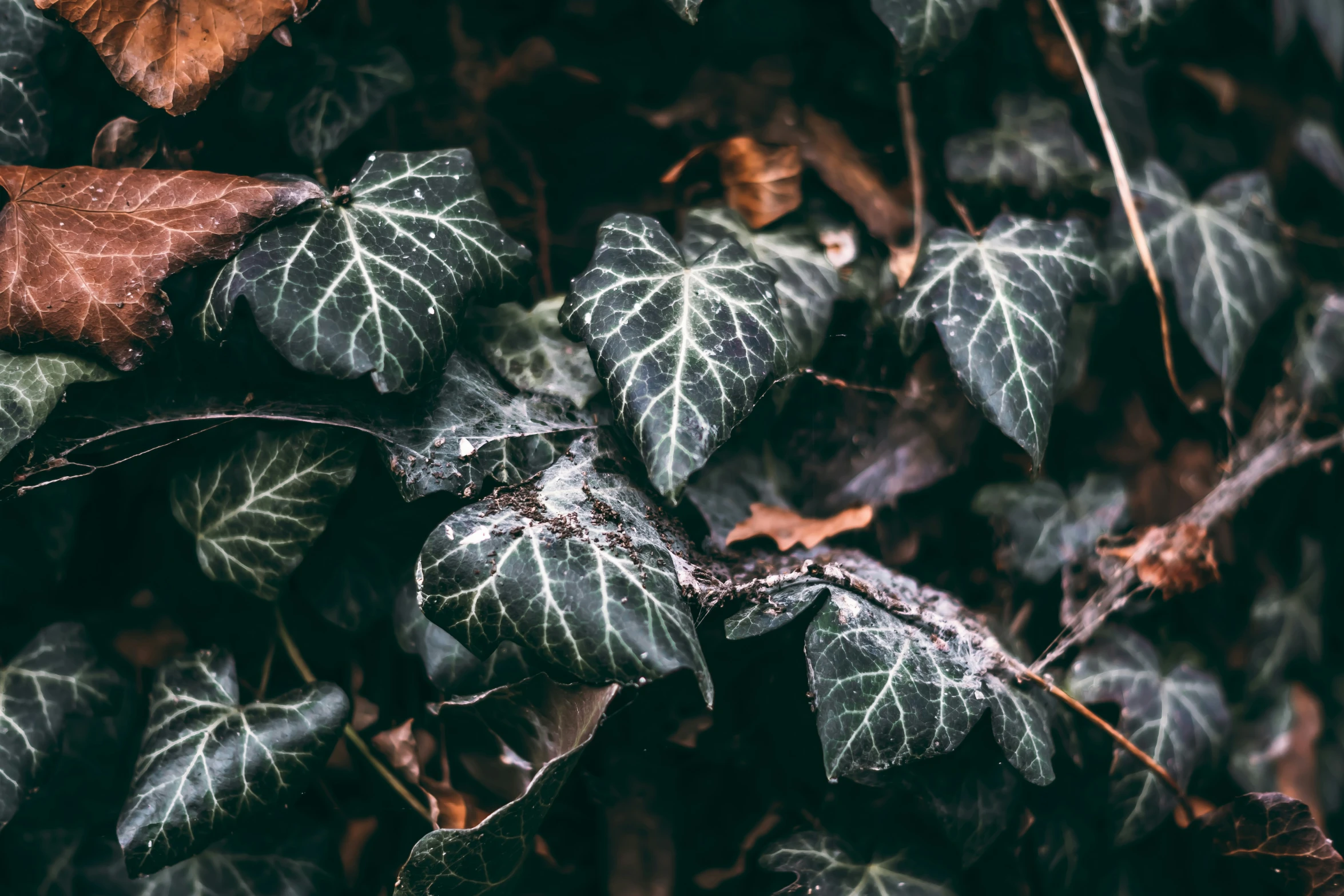 the leaves are black and white with some brown on them