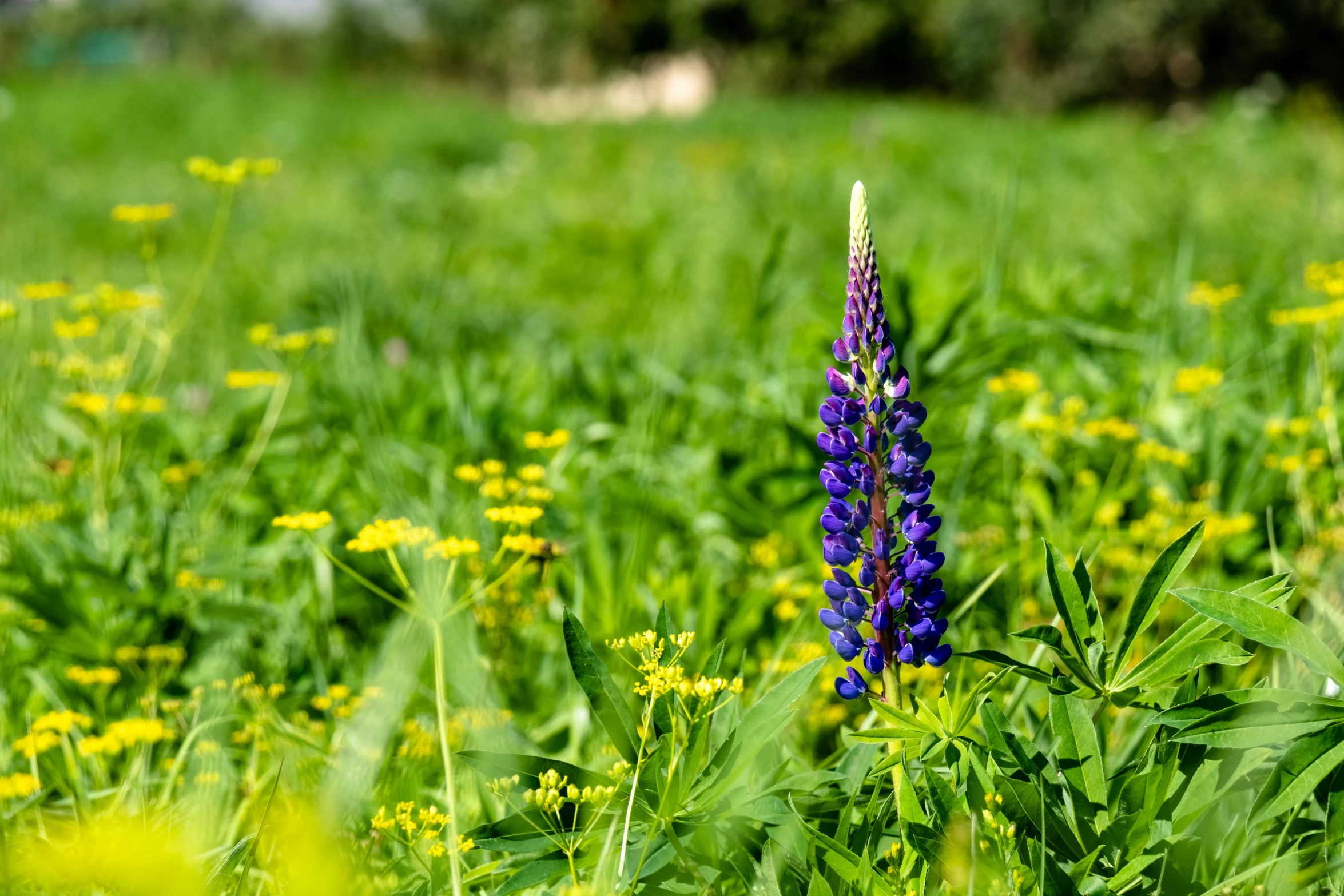 purple flowers are in the middle of green grass